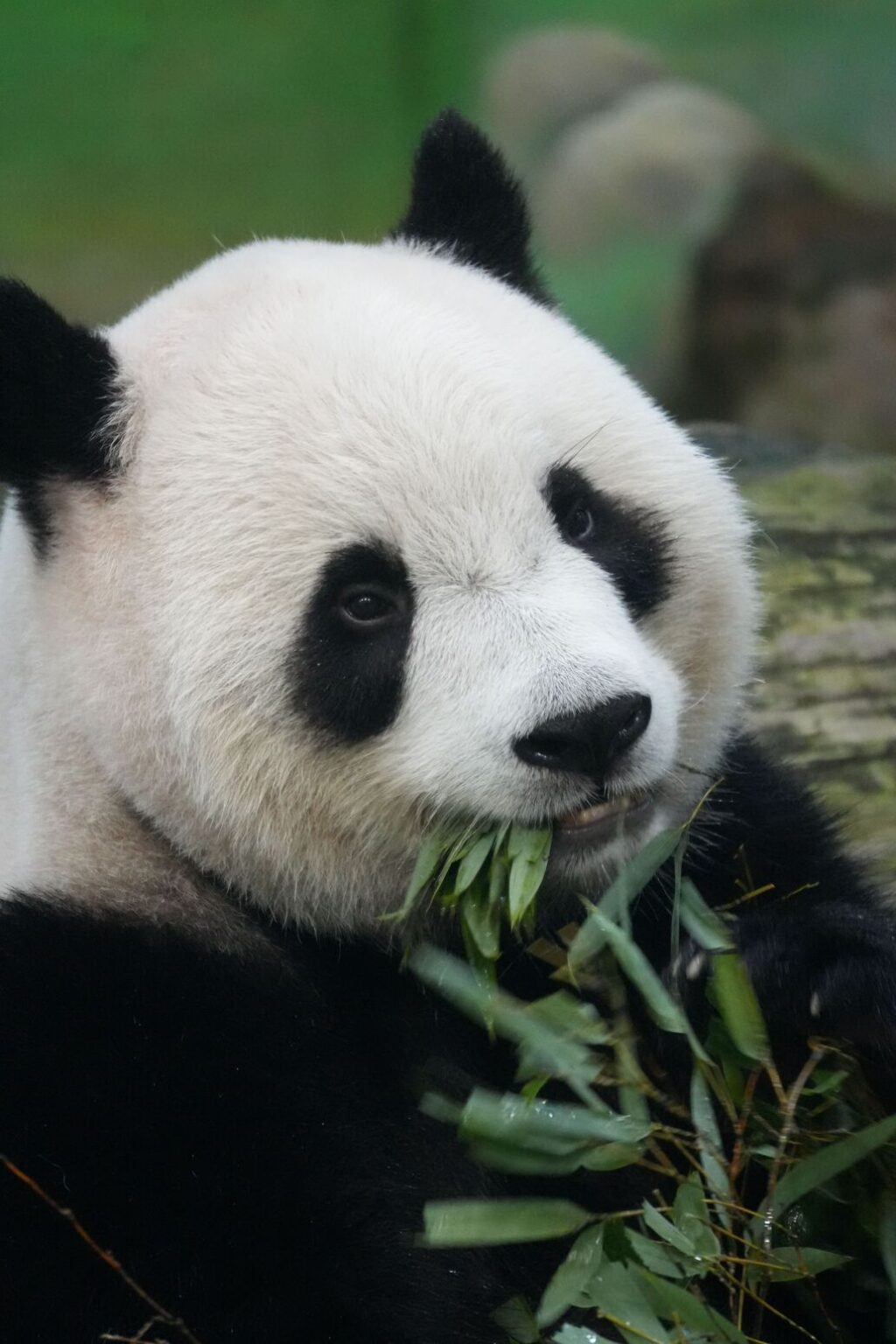 Panda gigante comiendo bambú en un entorno natural, con su pelaje blanco y negro resaltando entre la vegetación.